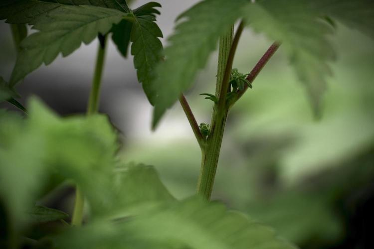 SOUR DIESEL-The Ascension of a Legend. Week 6 - Sour Diesel 