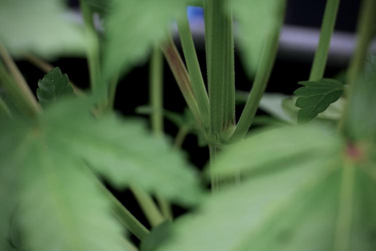 SOUR DIESEL-The Ascension of a Legend. Week 6 - Sour Diesel 