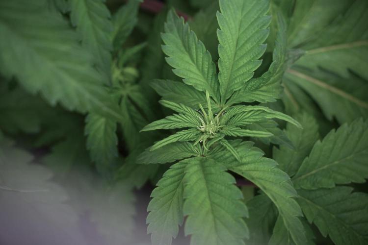 SOUR DIESEL-The Ascension of a Legend. Week 6 - Sour Diesel 