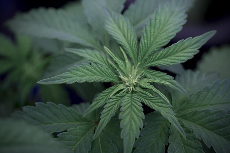 SOUR DIESEL-The Ascension of a Legend. Week 6 - Sour Diesel 