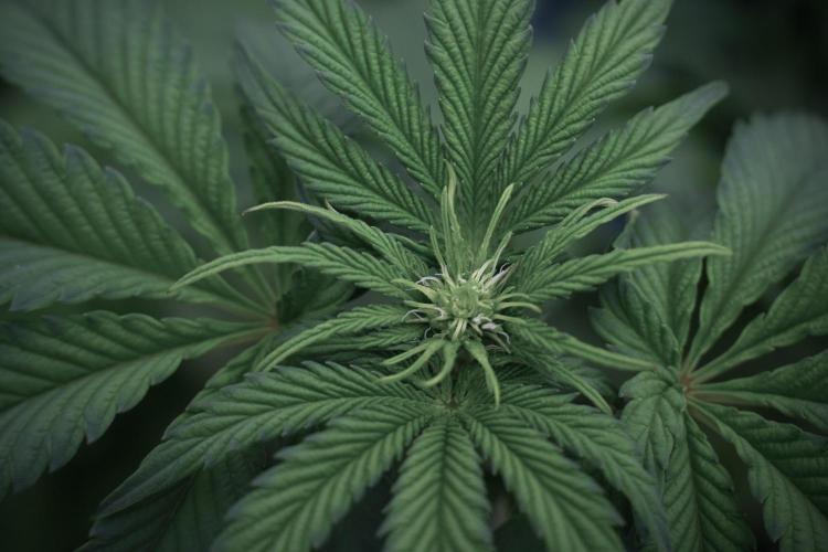 SOUR DIESEL-The Ascension of a Legend. Week 6 - Sour Diesel 