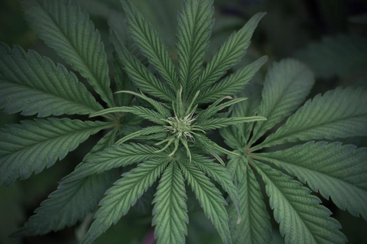 SOUR DIESEL-The Ascension of a Legend. Week 6 - Sour Diesel 