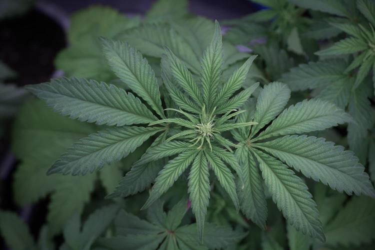 SOUR DIESEL-The Ascension of a Legend. Week 6 - Sour Diesel 