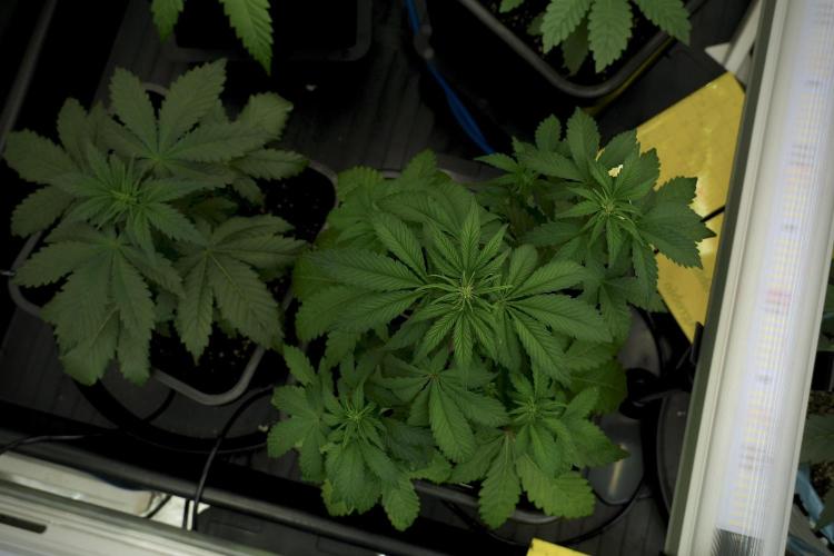 SOUR DIESEL-The Ascension of a Legend. Week 6 - Sour Diesel 