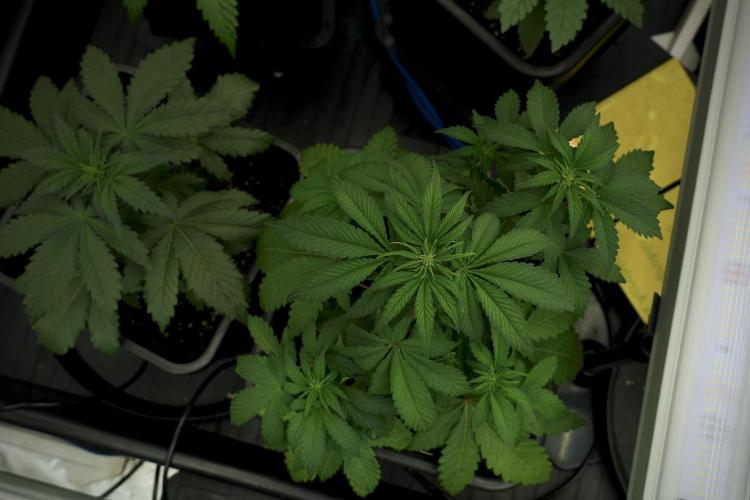 SOUR DIESEL-The Ascension of a Legend. Week 6 - Sour Diesel 