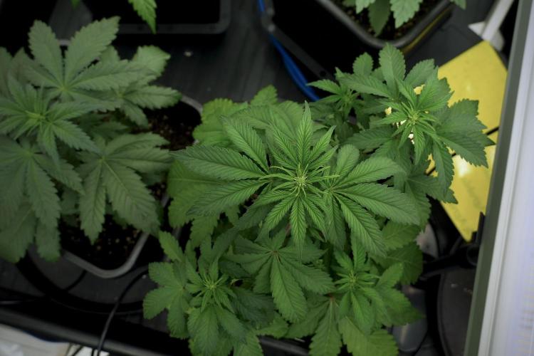 SOUR DIESEL-The Ascension of a Legend. Week 6 - Sour Diesel 