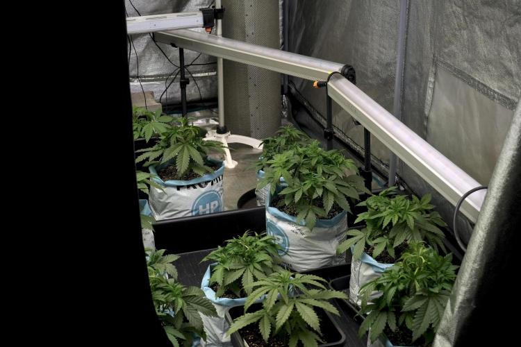 SOUR DIESEL-The Ascension of a Legend. Week 6 - Room and vibes 