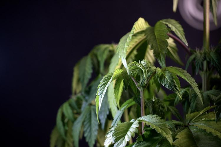 SOUR DIESEL-The Ascension of a Legend. Week 6 - Sour Diesel not happy 