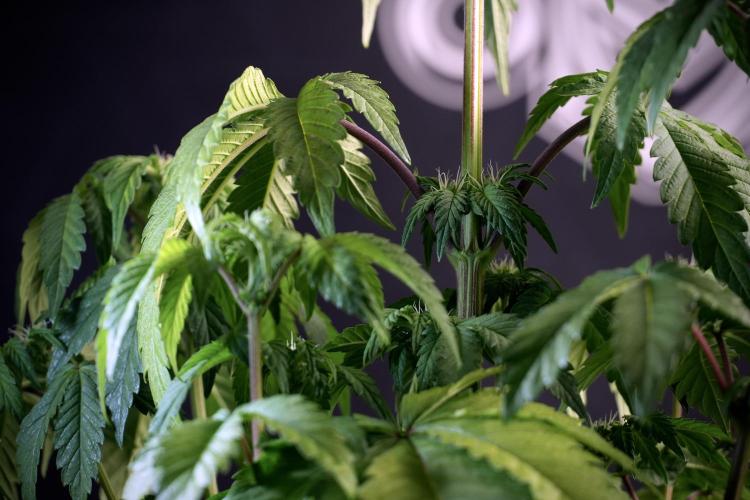 SOUR DIESEL-The Ascension of a Legend. Week 6 - Sour Diesel not happy 