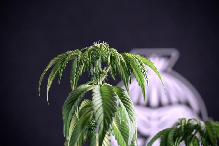 SOUR DIESEL-The Ascension of a Legend. Week 6 - Sour Diesel not happy 