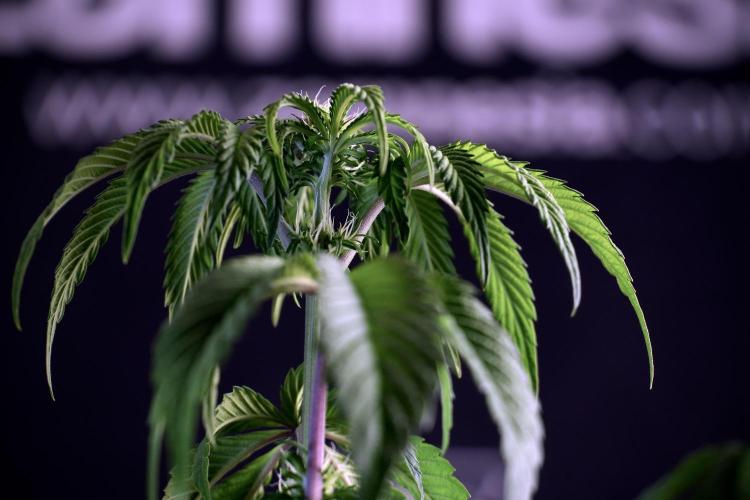 SOUR DIESEL-The Ascension of a Legend. Week 6 - Sour Diesel not happy 