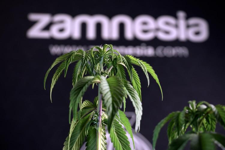 SOUR DIESEL-The Ascension of a Legend. Week 6 - Sour Diesel not happy 