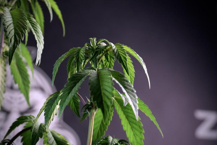 SOUR DIESEL-The Ascension of a Legend. Week 6 - Sour Diesel not happy 