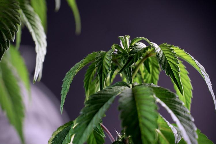 SOUR DIESEL-The Ascension of a Legend. Week 6 - Sour Diesel not happy 