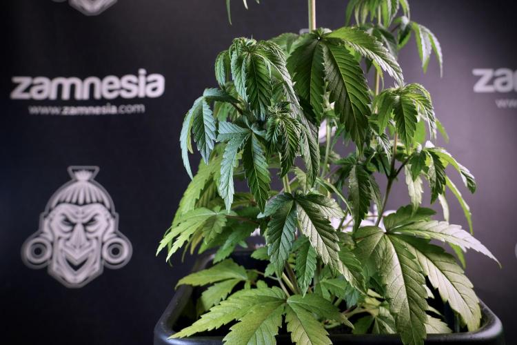 SOUR DIESEL-The Ascension of a Legend. Week 6 - Sour Diesel not happy 