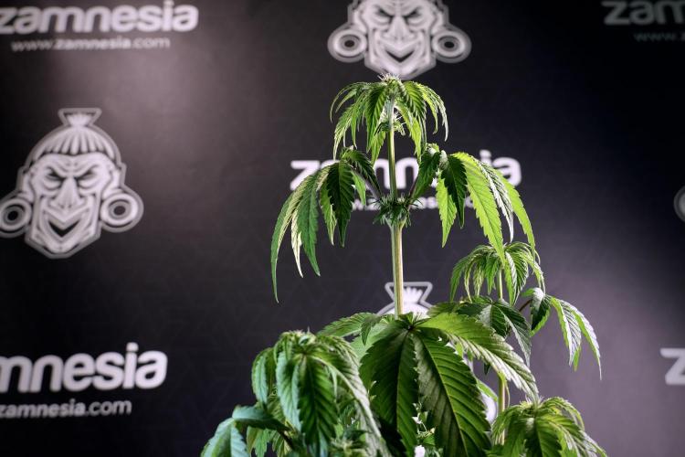 SOUR DIESEL-The Ascension of a Legend. Week 6 - Sour Diesel not happy 