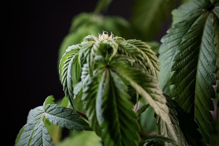 SOUR DIESEL-The Ascension of a Legend. Week 6 - Sour Diesel not happy 