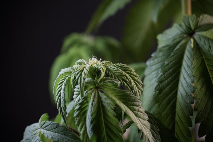 SOUR DIESEL-The Ascension of a Legend. Week 6 - Sour Diesel not happy 