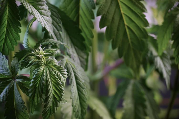 SOUR DIESEL-The Ascension of a Legend. Week 6 - Sour Diesel not happy 