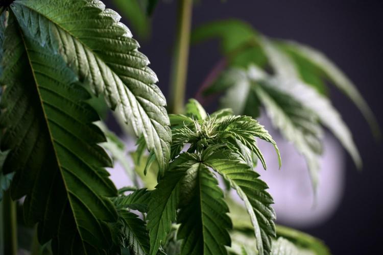 SOUR DIESEL-The Ascension of a Legend. Week 6 - Sour Diesel not happy 