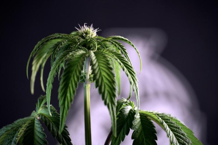 SOUR DIESEL-The Ascension of a Legend. Week 6 - Sour Diesel not happy 