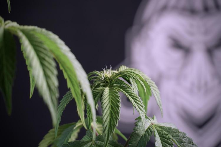 SOUR DIESEL-The Ascension of a Legend. Week 6 - Sour Diesel not happy 