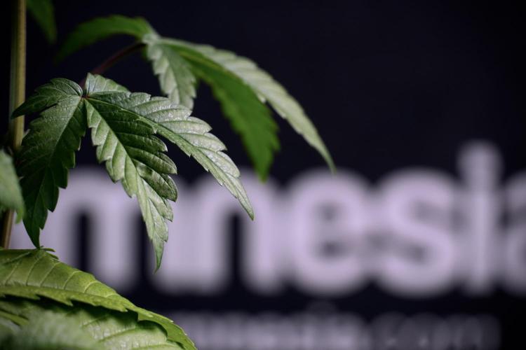 SOUR DIESEL-The Ascension of a Legend. Week 6 - Sour Diesel not happy 