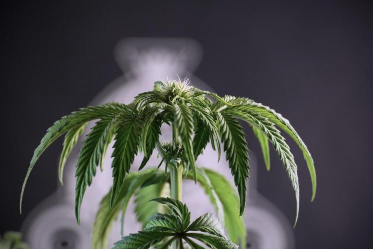 SOUR DIESEL-The Ascension of a Legend. Week 6 - Sour Diesel not happy 