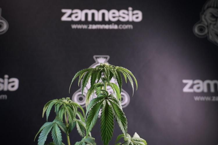 SOUR DIESEL-The Ascension of a Legend. Week 6 - Sour Diesel not happy 