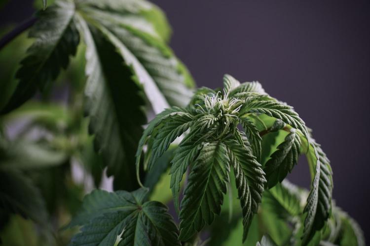 SOUR DIESEL-The Ascension of a Legend. Week 6 - Sour Diesel not happy 