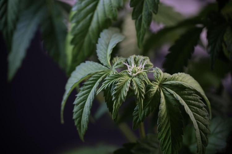 SOUR DIESEL-The Ascension of a Legend. Week 6 - Sour Diesel not happy 