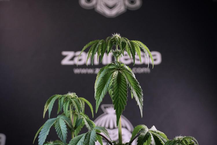 SOUR DIESEL-The Ascension of a Legend. Week 6 - Sour Diesel not happy 