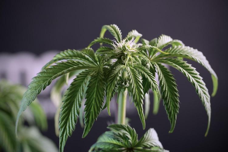 SOUR DIESEL-The Ascension of a Legend. Week 6 - Sour Diesel not happy 