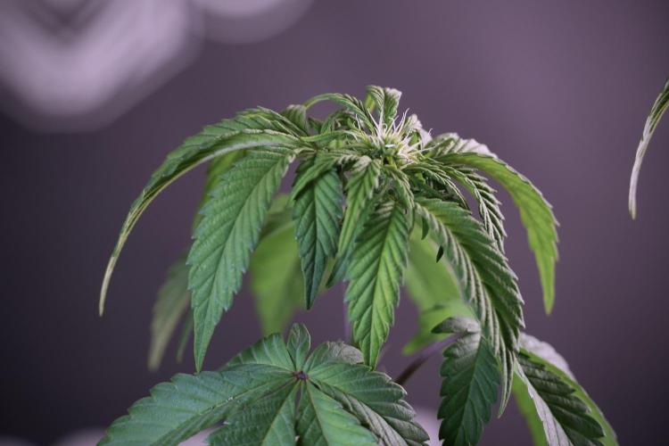 SOUR DIESEL-The Ascension of a Legend. Week 6 - Sour Diesel not happy 