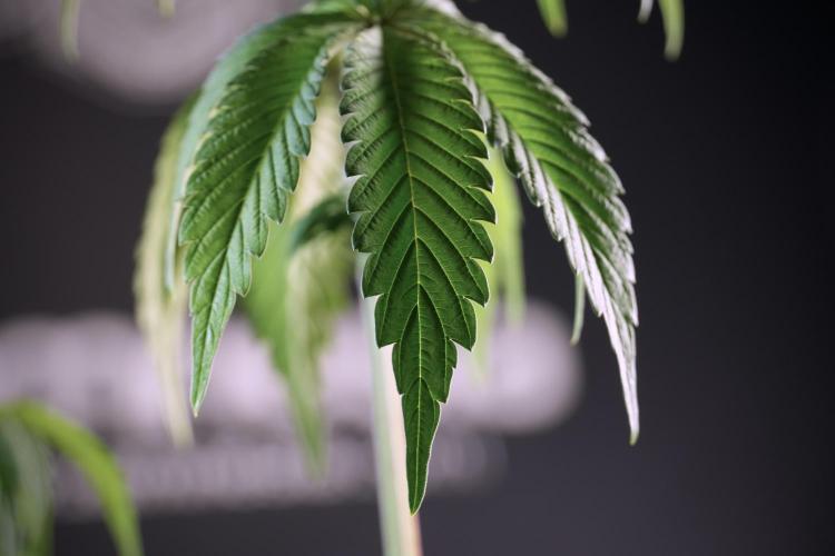 SOUR DIESEL-The Ascension of a Legend. Week 6 - Sour Diesel not happy 