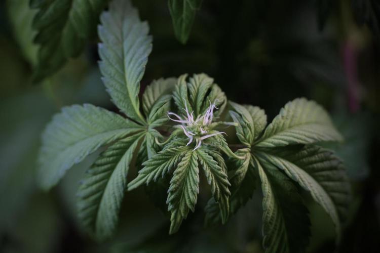 SOUR DIESEL-The Ascension of a Legend. Week 6 - Sour Diesel not happy 