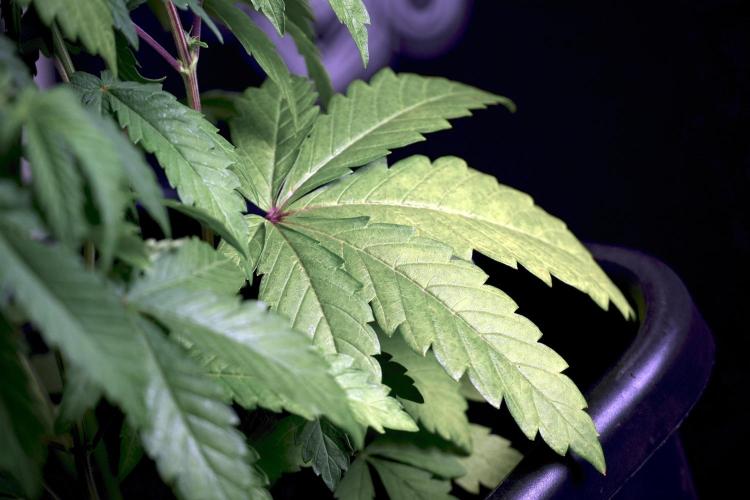 SOUR DIESEL-The Ascension of a Legend. Week 6 - Sour Diesel not happy 