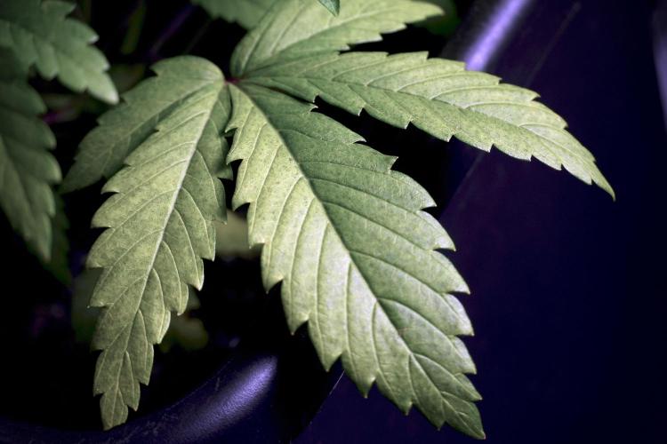 SOUR DIESEL-The Ascension of a Legend. Week 6 - Sour Diesel not happy 