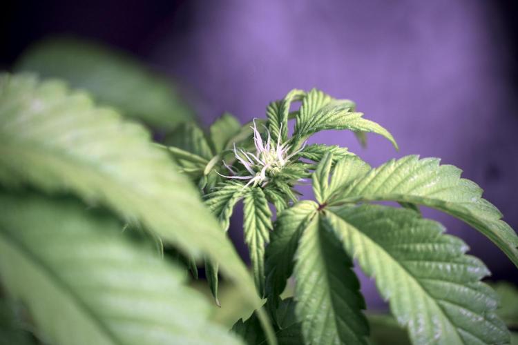 SOUR DIESEL-The Ascension of a Legend. Week 6 - Sour Diesel not happy 