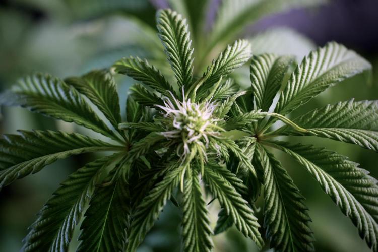 SOUR DIESEL-The Ascension of a Legend. Week 6 - Sour Diesel not happy 