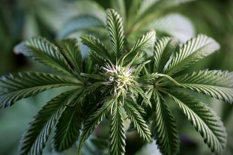 SOUR DIESEL-The Ascension of a Legend. Week 6 - Sour Diesel not happy 