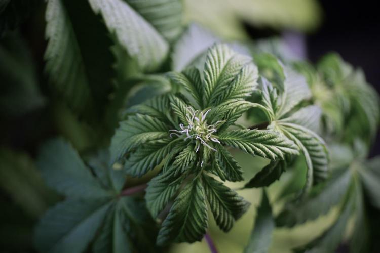 SOUR DIESEL-The Ascension of a Legend. Week 6 - Sour Diesel not happy 