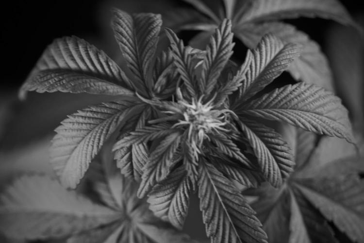 SOUR DIESEL-The Ascension of a Legend. Week 6 - Sour Diesel not happy 