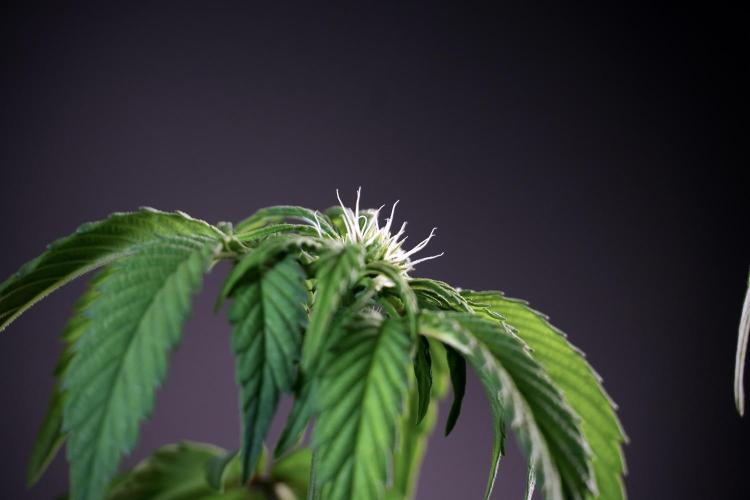 SOUR DIESEL-The Ascension of a Legend. Week 6 - Sour Diesel not happy 