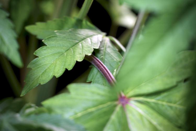 SOUR DIESEL-The Ascension of a Legend. Week 6 - Sour Diesel not happy 