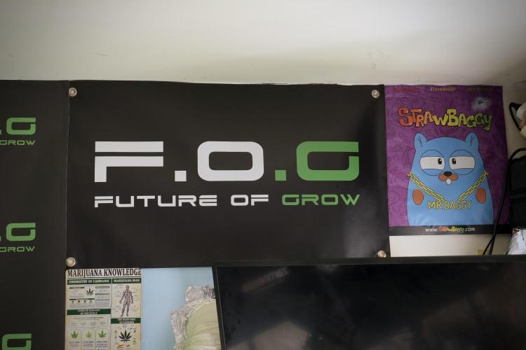 SOUR DIESEL-The Ascension of a Legend. Week 6 - Mr. Baggy in the House