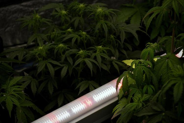 TicaL X Zamnesia-NectarDrip pack#268/750. Week 7 - The Room 