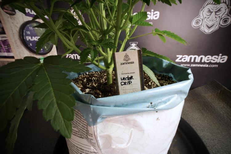 TicaL X Zamnesia-NectarDrip pack#268/750. Week 7