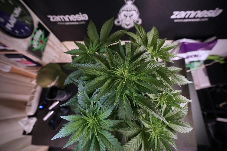 TicaL X Zamnesia-NectarDrip pack#268/750. Week 7 - Nectar Drip 12/12 from seed