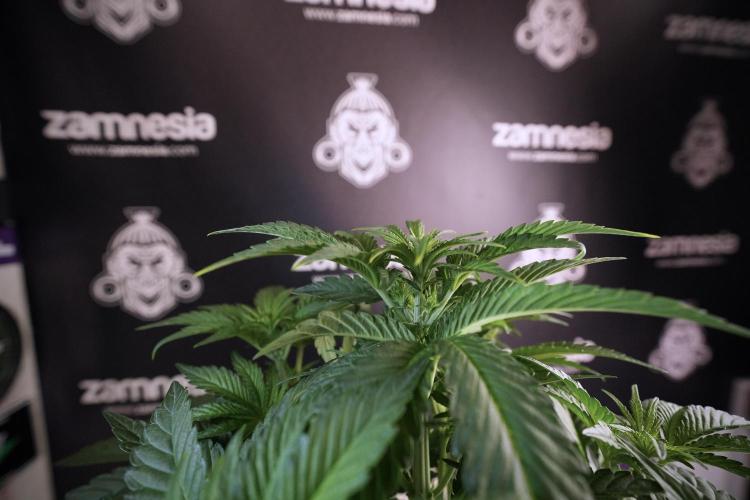 TicaL X Zamnesia-NectarDrip pack#268/750. Week 7 - Nectar Drip 12/12 from seed